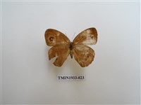 藏品(小眉眼蝶)的圖片